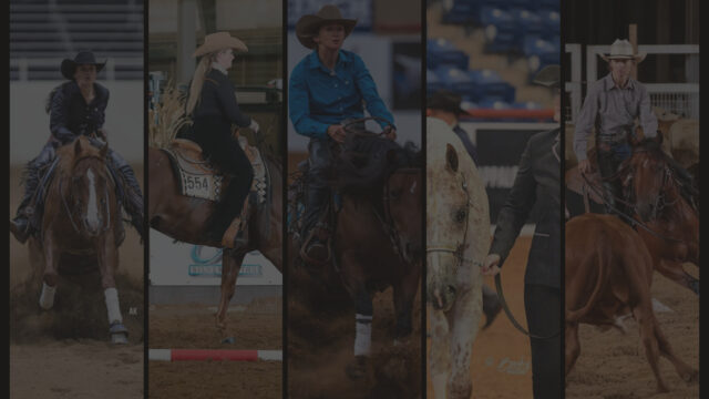 performance pen - cow horse - all round